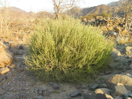 large green bush