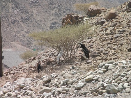 goats nibbling on a tree