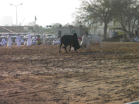two bulls butting heads