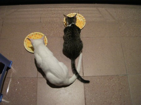 a white kitten and a tabby kitten eating