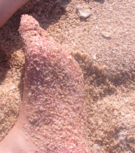 foot covered with broken shells 