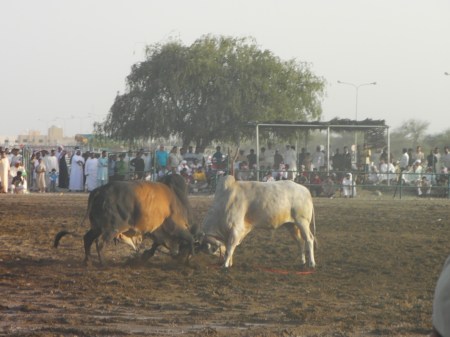 two bulls butting heads
