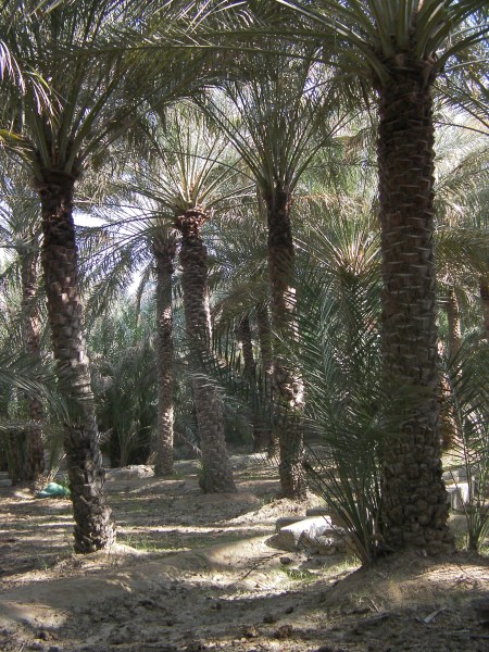 date tree grove