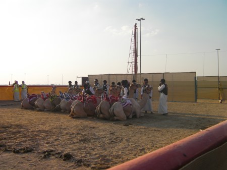 camels kneeling behind the starting line waiting for their turn