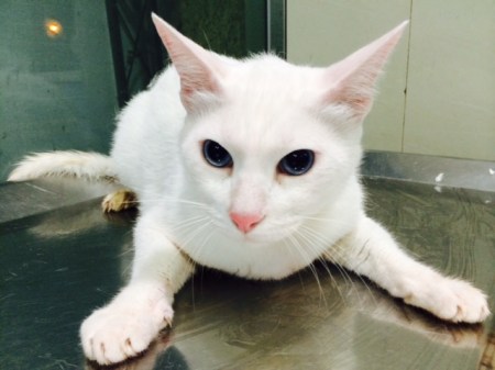 white cat on a metal surface with completely dilated eyes