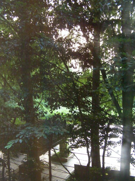 view out the window obscured by trees