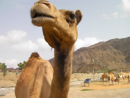 close up of a camel - head, neck and hump