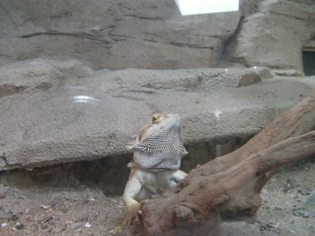 a lizard