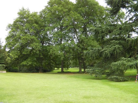 open lawn area and large deciduous trees