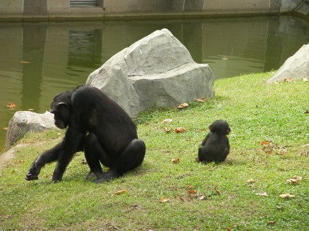 mother and baby chimpanzees