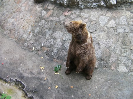 brown bear standing on hind legs