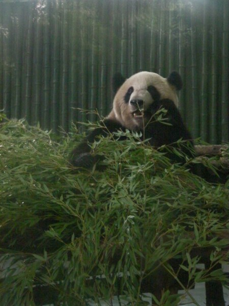 giant panda eating bamboo