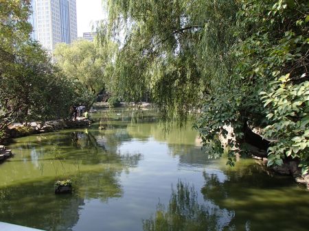 green pond surrounded by trees
