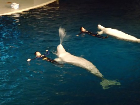 two whales and two men swimming in a water arena