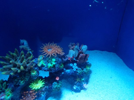 aquarium tank with anemone and sea horse