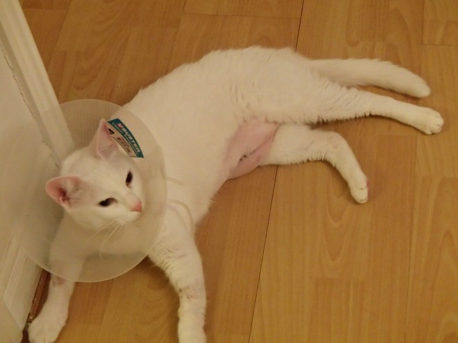 white cat with plastic cone and belly suture