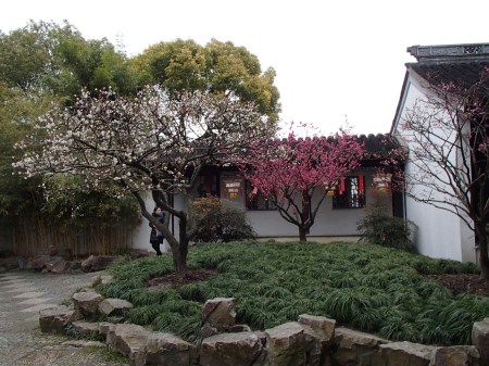 white and dark pink flowering trees