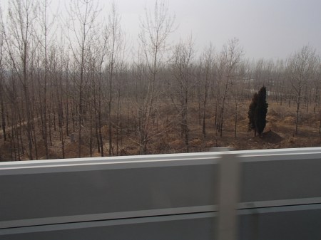 a group of trees with several grave mounds