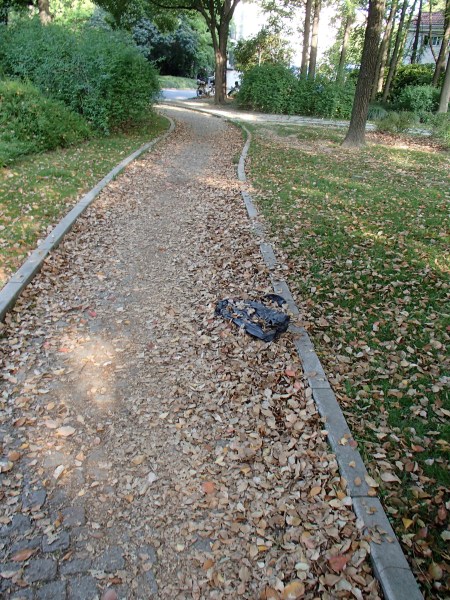 a park path covered in leaves