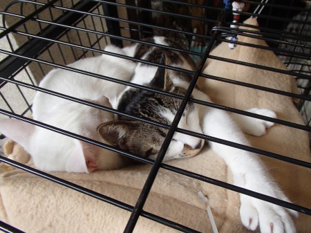 two cats, one white, one tabby & white