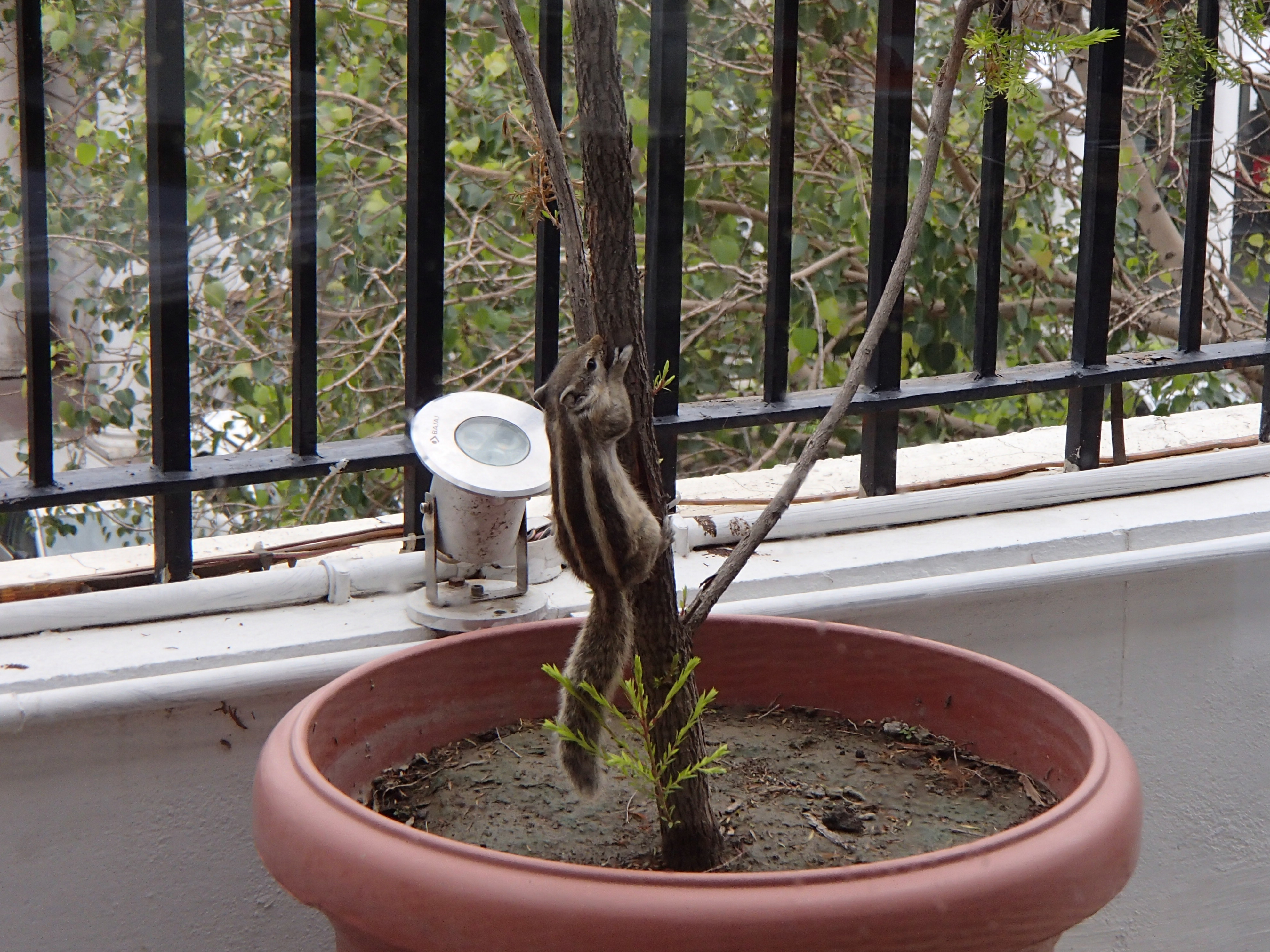 striped squirrel on the trunk of a potted tree