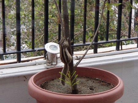 striped squirrel on the trunk of a potted tree