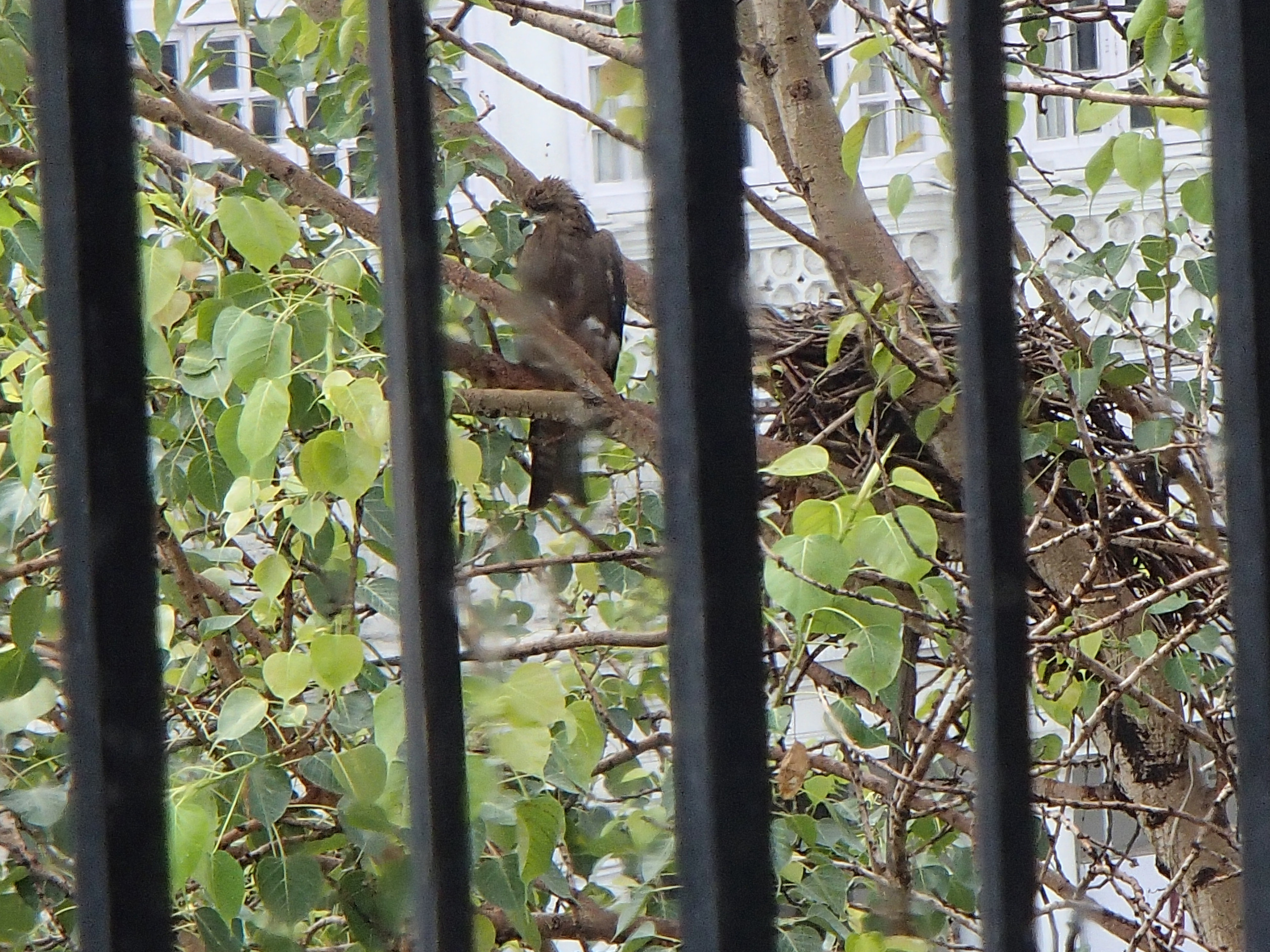 eagle and nest in tree outside a restaurant window
