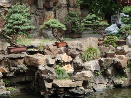 cat bathing in Chinese garden