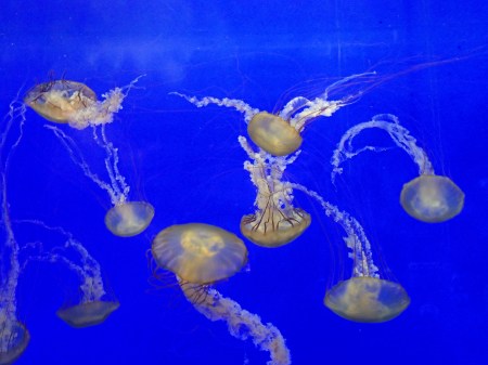 large jellyfish