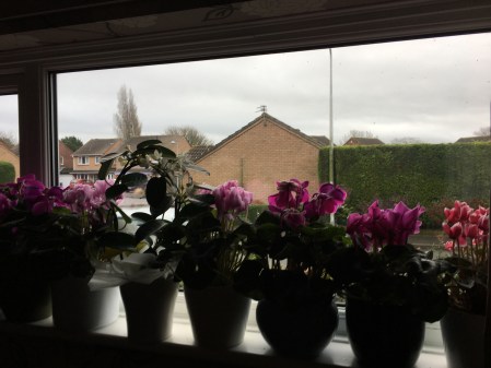 view out of a window, several flowering plants on the windowsill