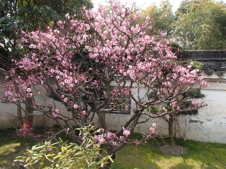a pink blooming plum tree