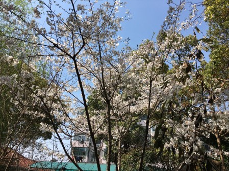 white blossoming tree