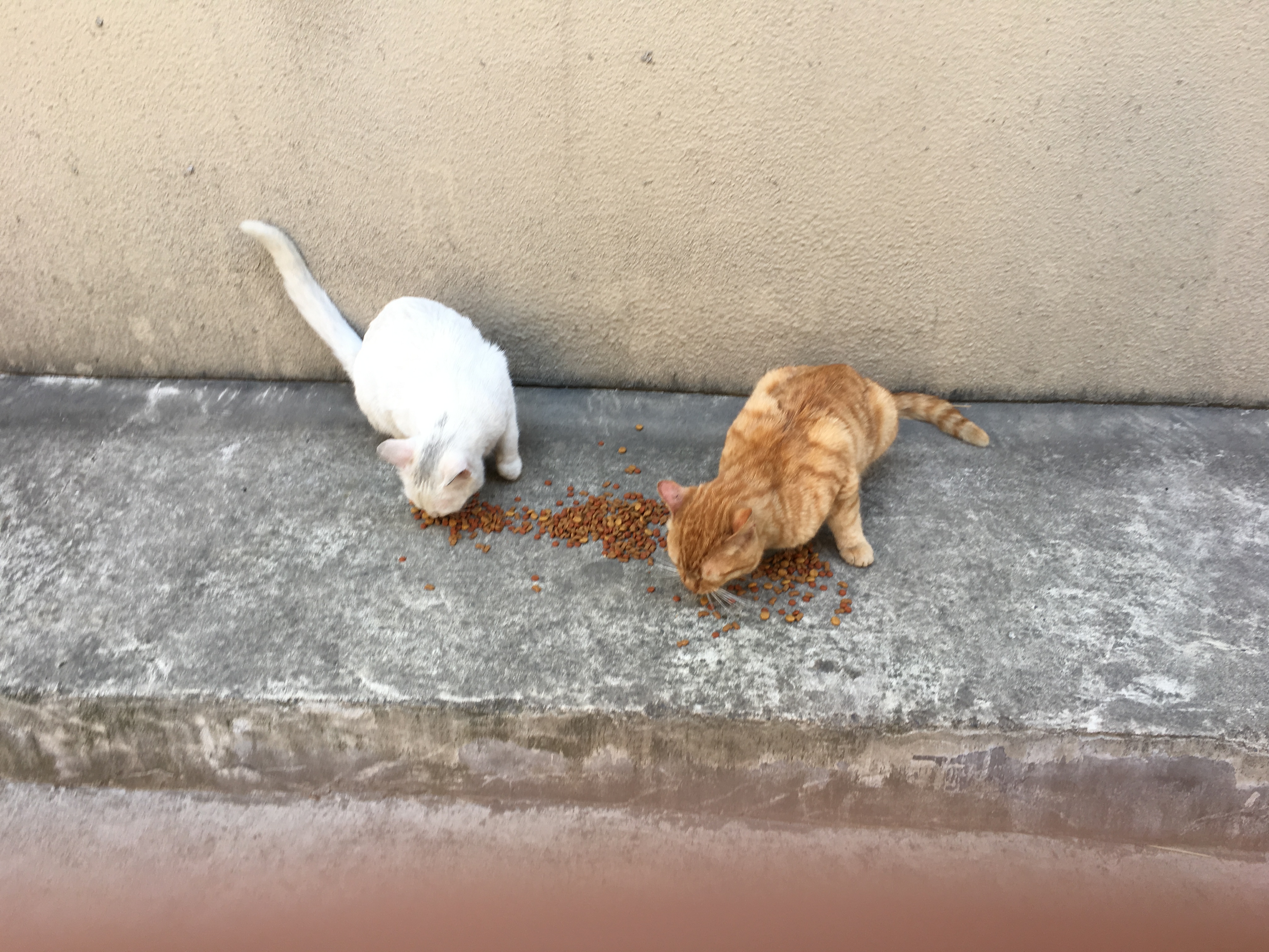 a white cat and an orange tabby