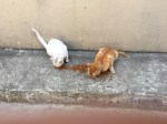 Smudge and Zippy