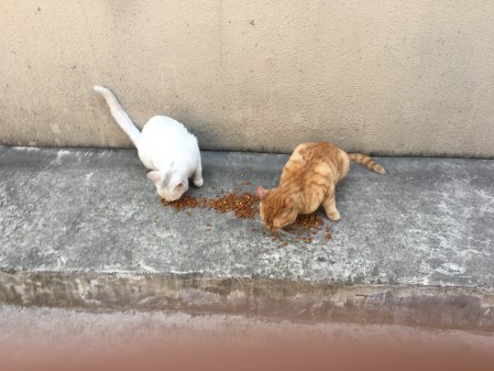 a white cat and an orange tabby