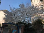 White Blooms
