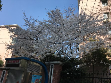 white blooming tree