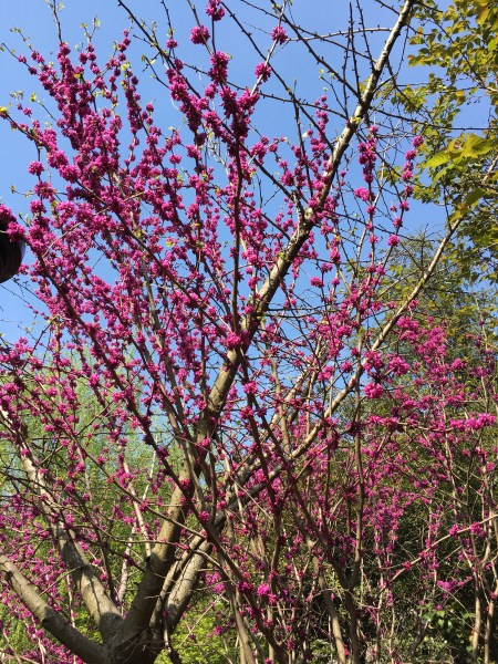 deep pink blooming tree