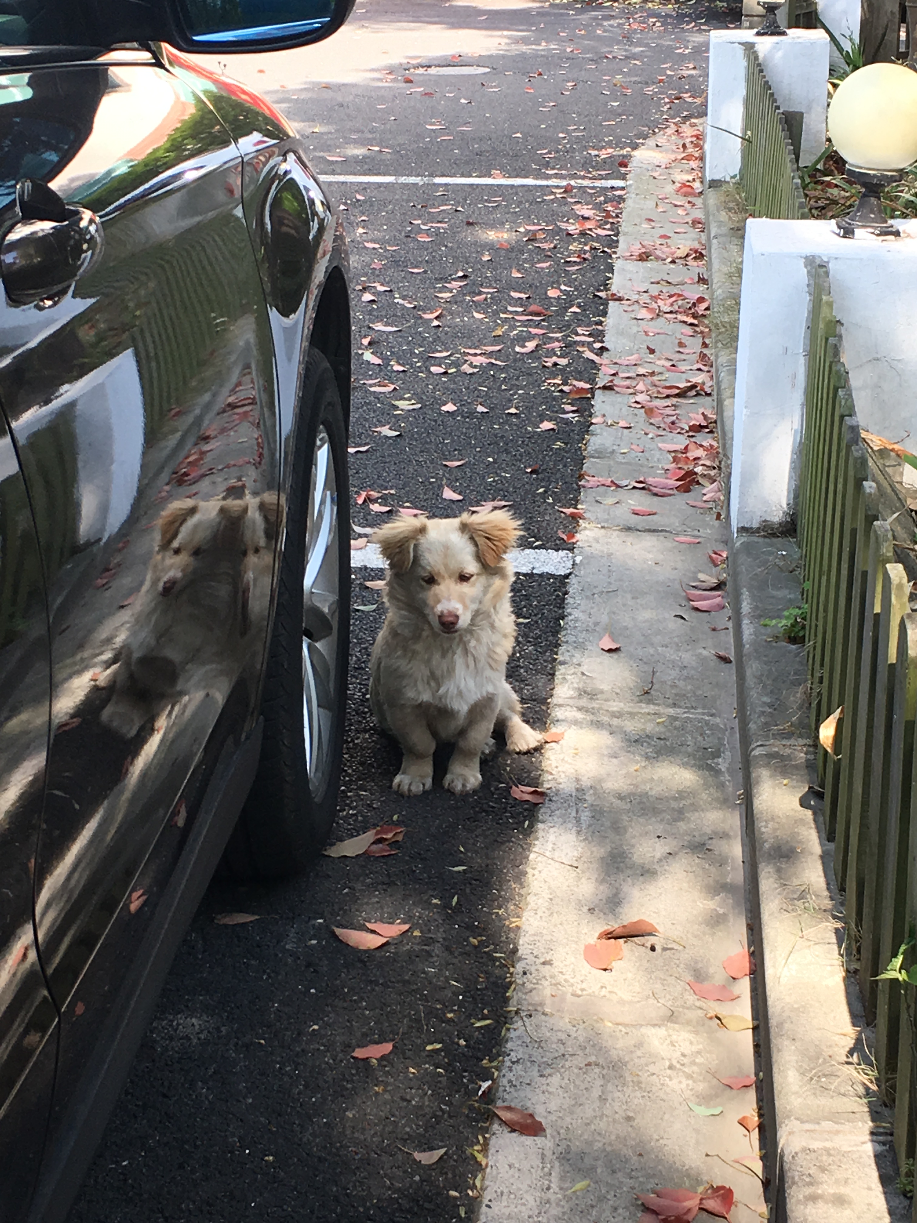 a beige corgy mix dog