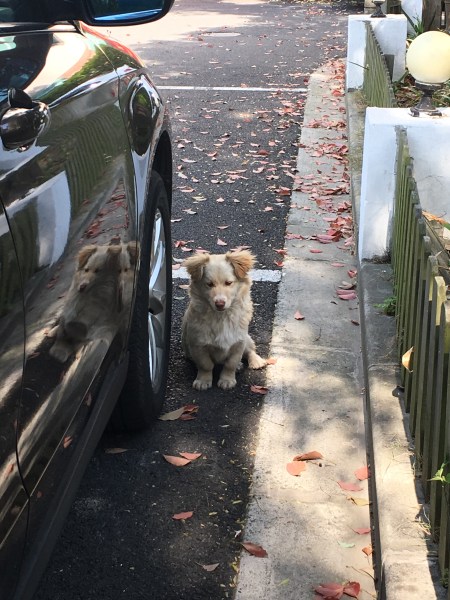 a beige corgy mix dog