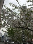 White Blooms in&nbsp;Park