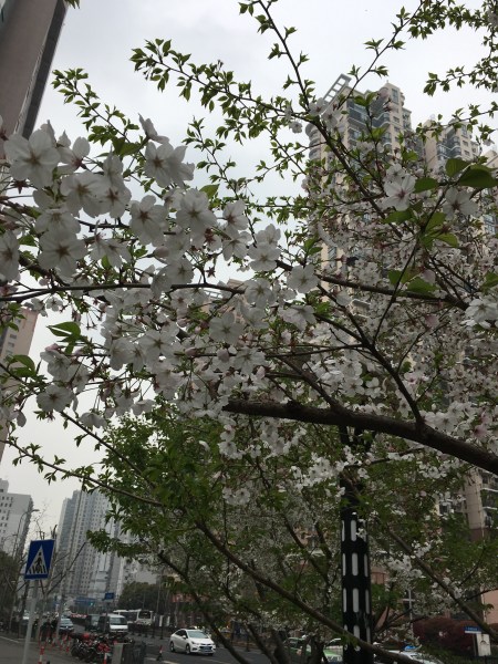 white blooming tree