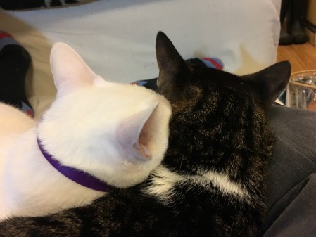 white cat and tabby cat
