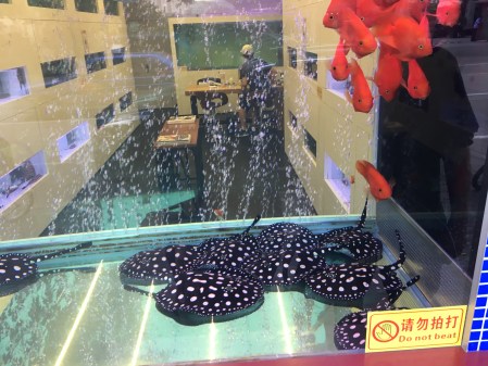 tank with large goldfish and black and white skates