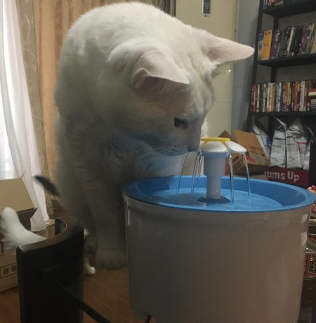 white cat drinking out of a plastic water fountain