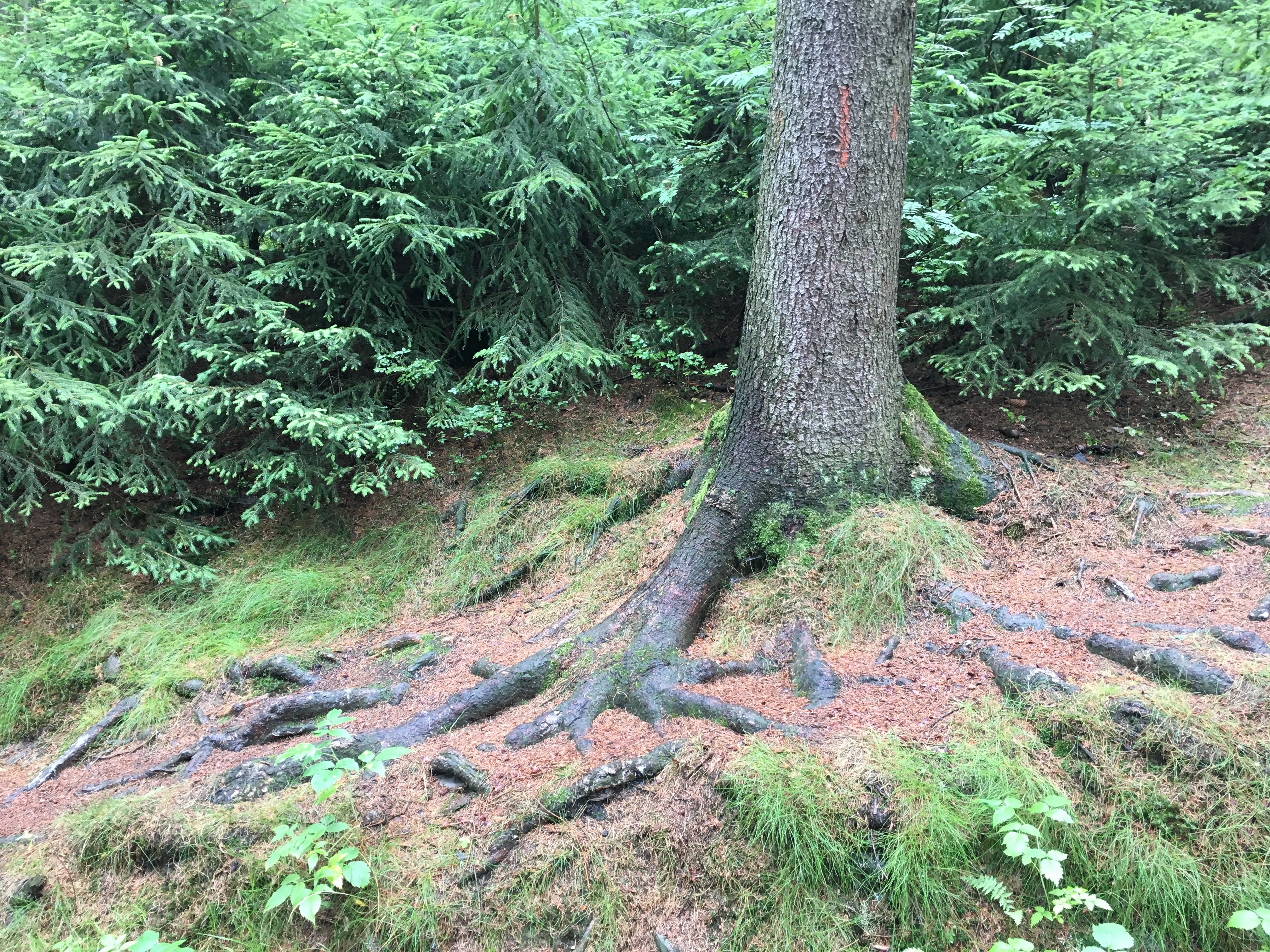 tree trunk and roots