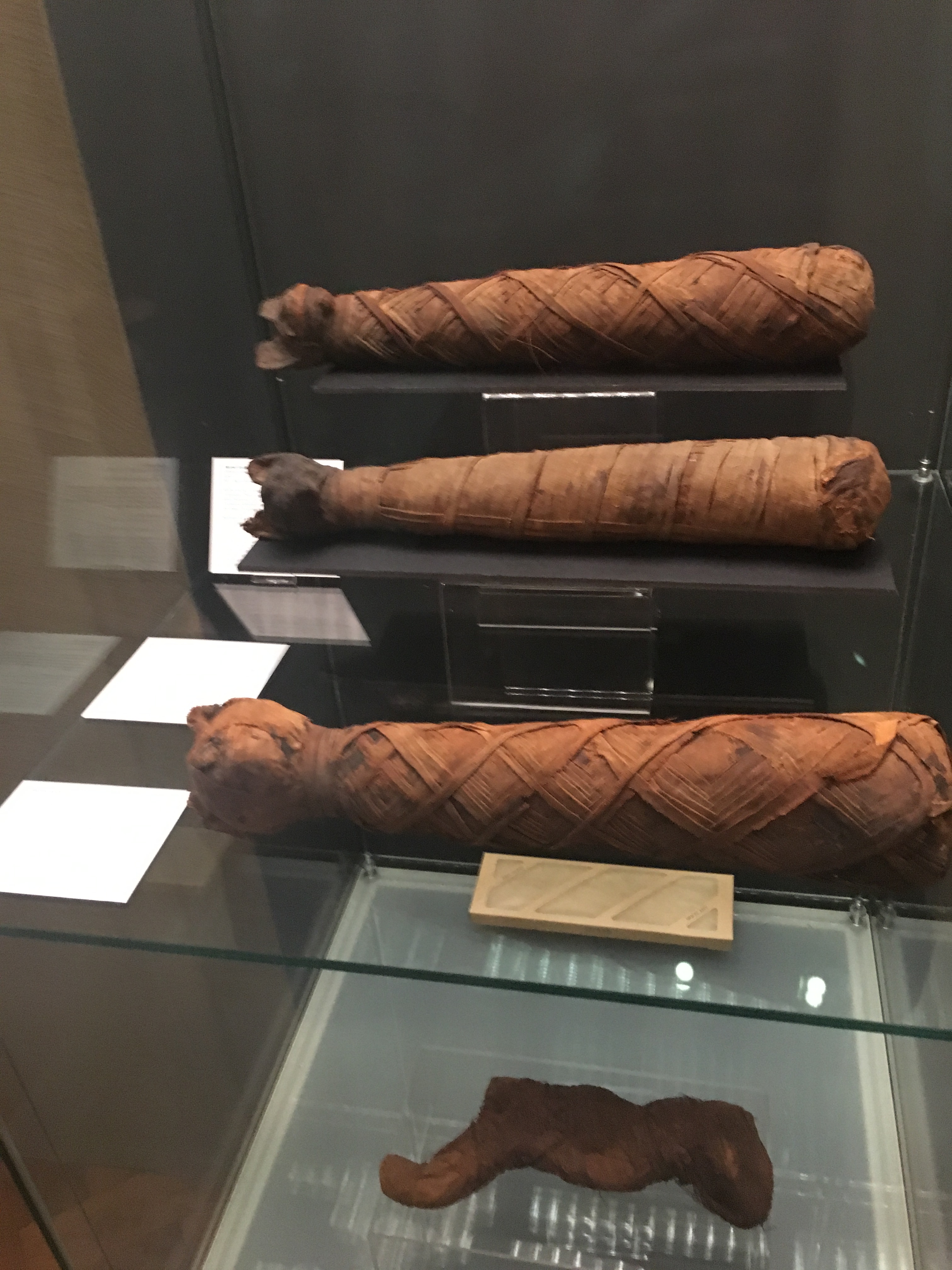 mummified cats