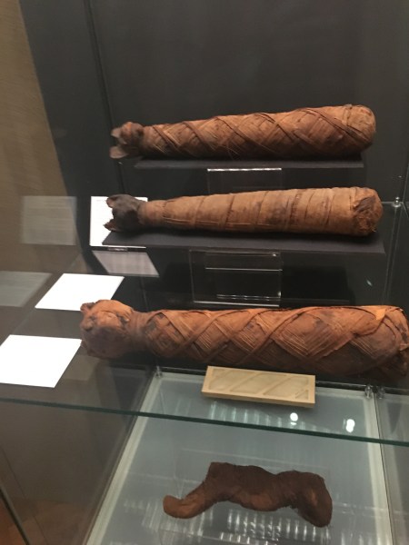 mummified cats